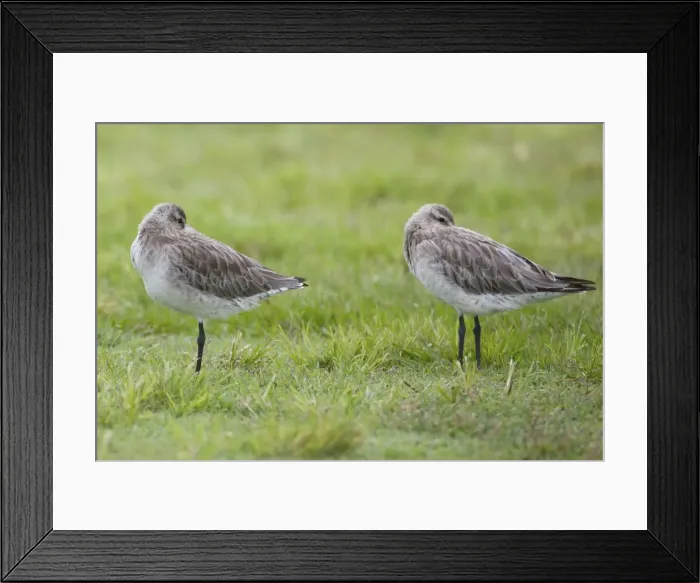 Framed Print : Picture No. 10890595 Framed Print : Picture No. 10890595