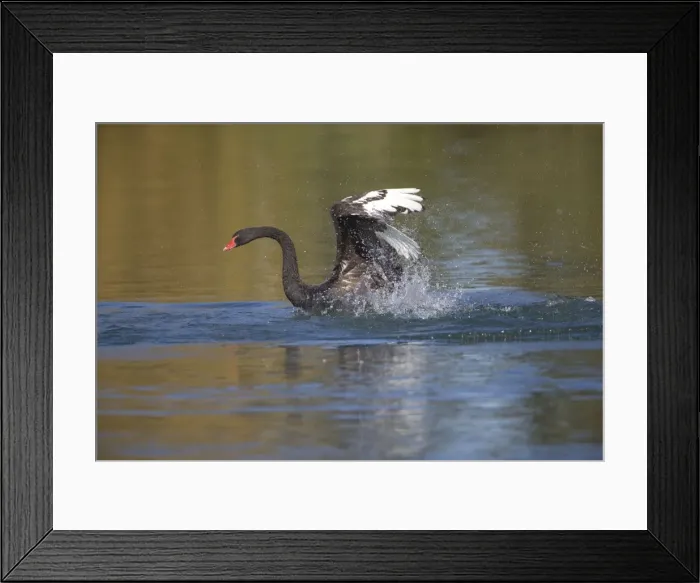 Framed Print : Picture No. 10890597