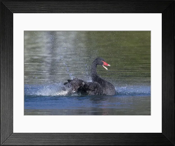 Framed Print : Picture No. 10890598 Framed Print : Picture No. 10890598