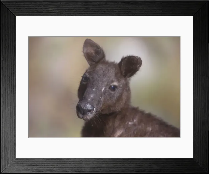 Framed Print : Picture No. 10890601 Framed Print : Picture No. 10890601