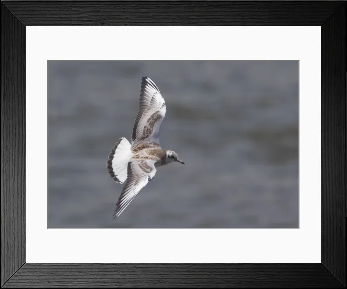 Framed Print : Picture No. 10890602 Framed Print : Picture No. 10890602