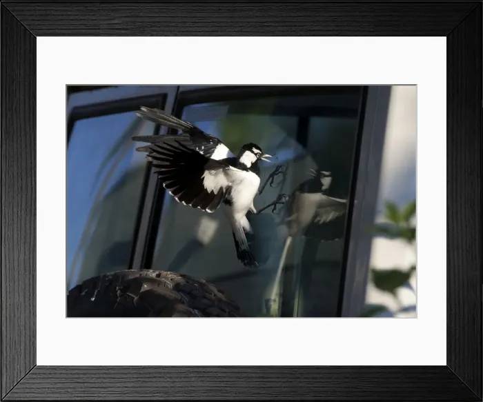 Framed Print : Picture No. 10890649