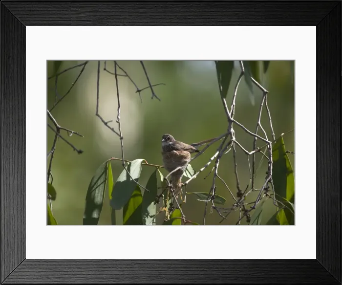 Framed Print : Picture No. 10890652 Framed Print : Picture No. 10890652