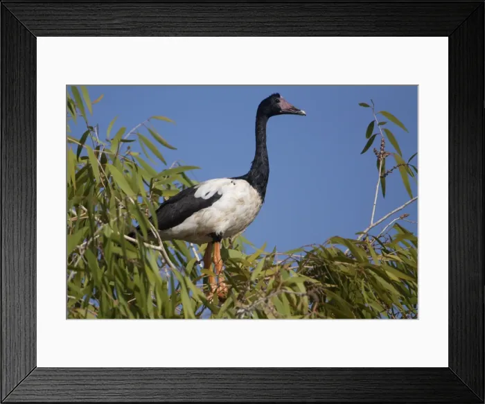 Framed Print : Picture No. 10890648 Framed Print : Picture No. 10890648