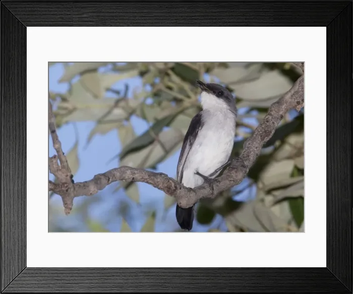 Framed Print : Picture No. 10890650 Framed Print : Picture No. 10890650