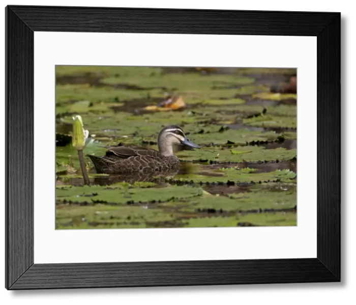 Framed Print : Picture No. 10890656 Framed Print : Picture No. 10890656