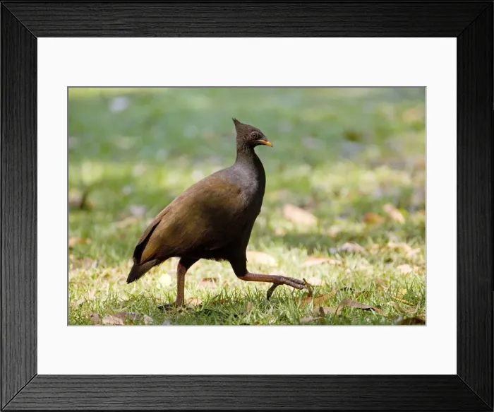 Framed Print : Picture No. 10890654 Framed Print : Picture No. 10890654