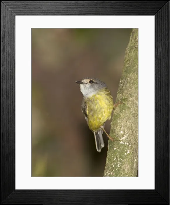 Framed Print : Picture No. 10890659 Framed Print : Picture No. 10890659