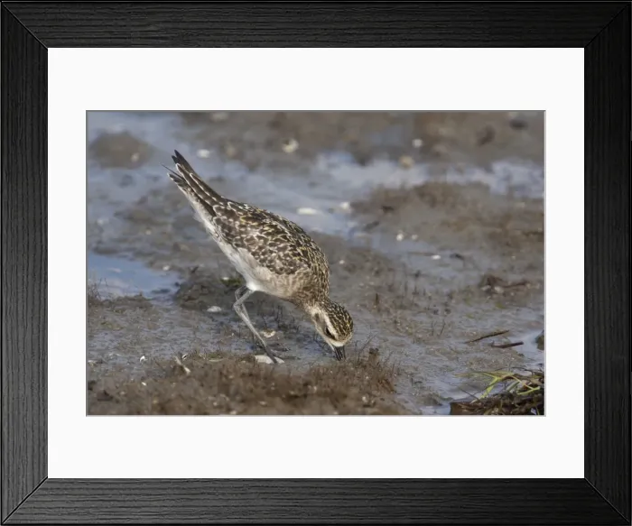 Framed Print : Picture No. 10890658 Framed Print : Picture No. 10890658