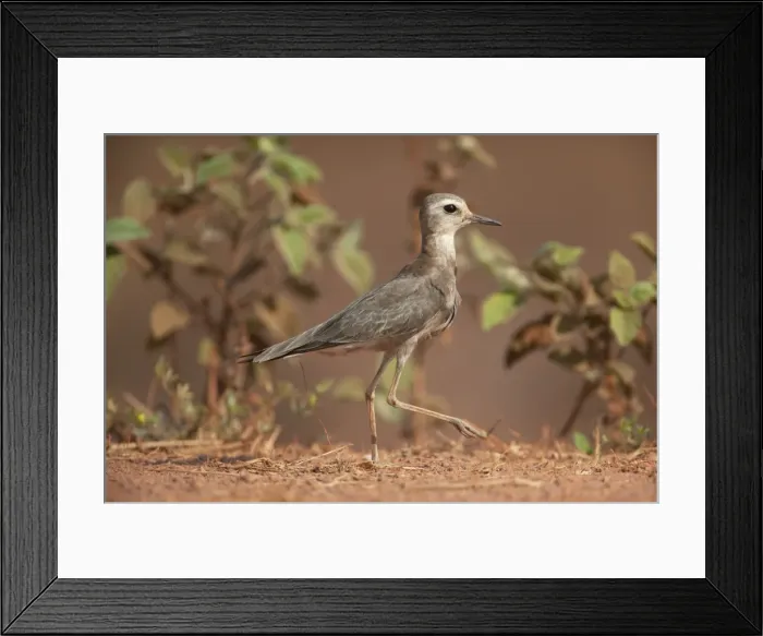 Framed Print : Picture No. 10890655 Framed Print : Picture No. 10890655