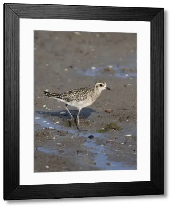 Framed Print : Picture No. 10890657 Framed Print : Picture No. 10890657
