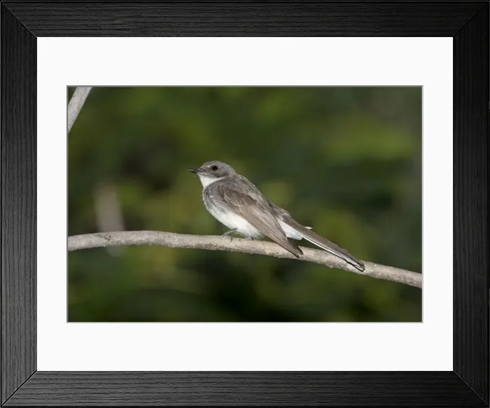 Framed Print : Picture No. 10890653 Framed Print : Picture No. 10890653