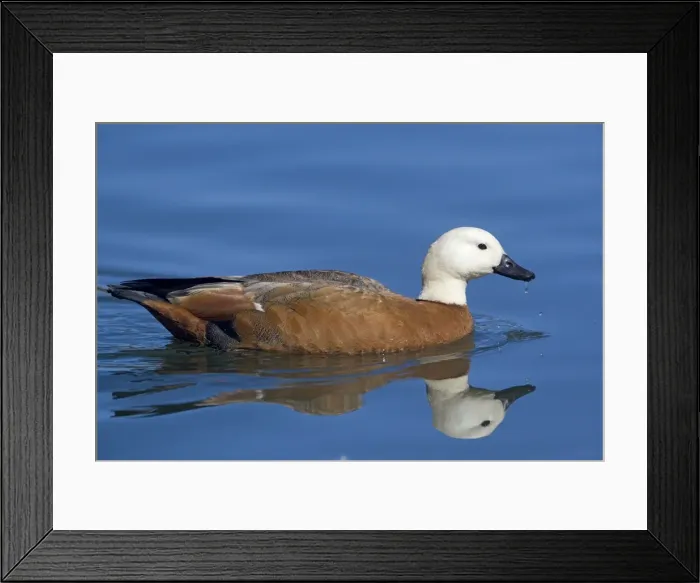 Framed Print : Picture No. 10890660 Framed Print : Picture No. 10890660