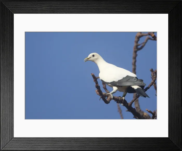 Framed Print : Picture No. 10890665 Framed Print : Picture No. 10890665