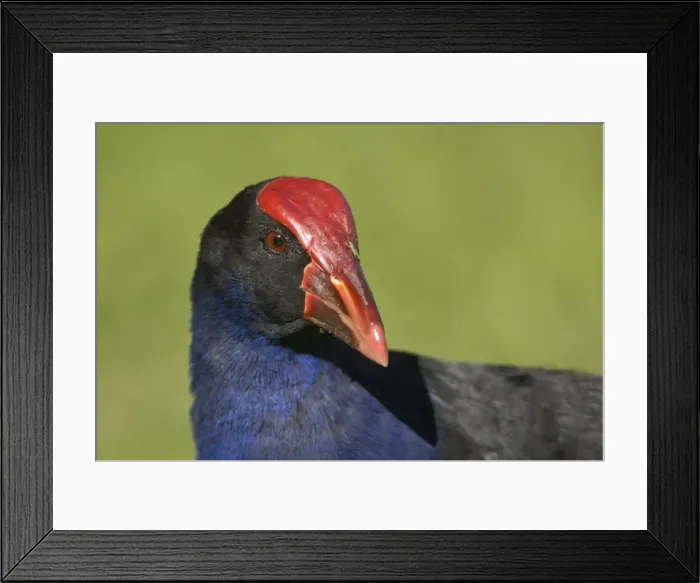 Framed Print : Picture No. 10890666 Framed Print : Picture No. 10890666