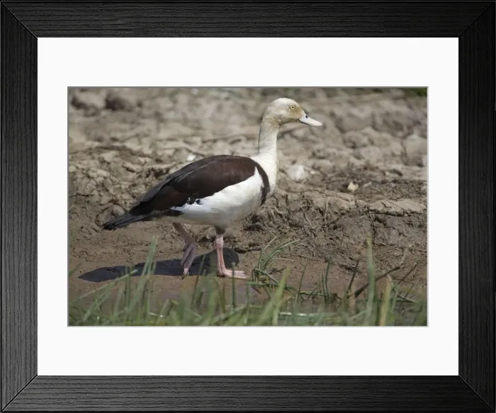 Framed Print : Picture No. 10890667 Framed Print : Picture No. 10890667