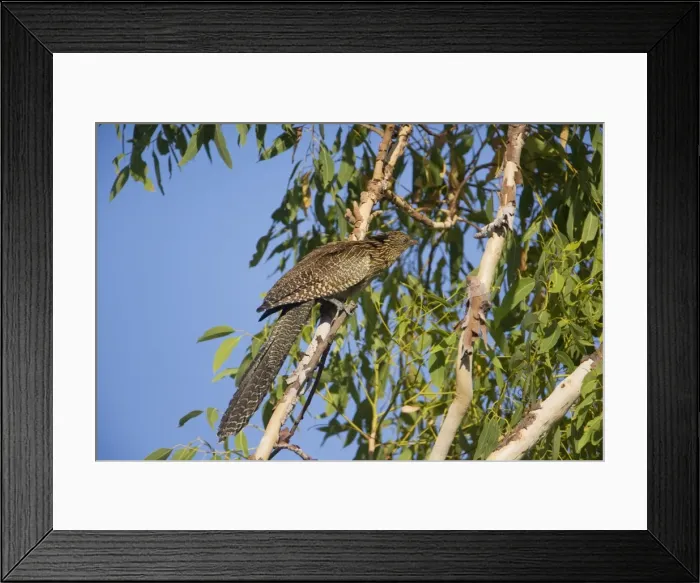Framed Print : Picture No. 10890664