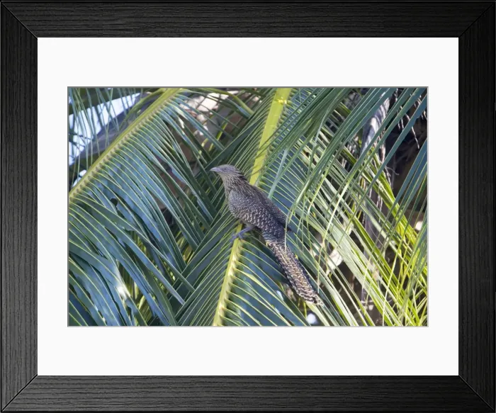 Framed Print : Picture No. 10890663 Framed Print : Picture No. 10890663