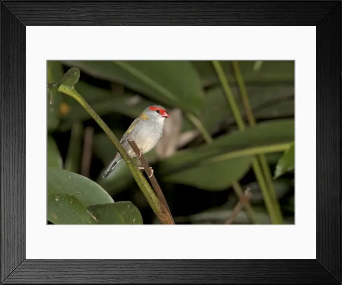 Framed Print : Picture No. 10890670