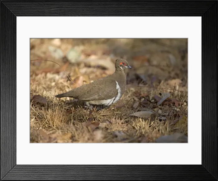 Framed Print : Picture No. 10890661 Framed Print : Picture No. 10890661