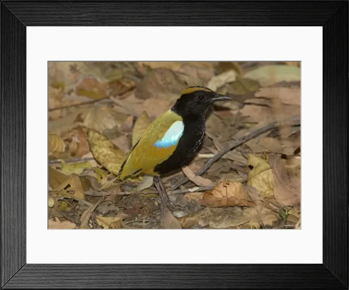 Framed Print : Picture No. 10890669 Framed Print : Picture No. 10890669