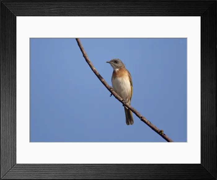 Framed Print : Picture No. 10890674 Framed Print : Picture No. 10890674