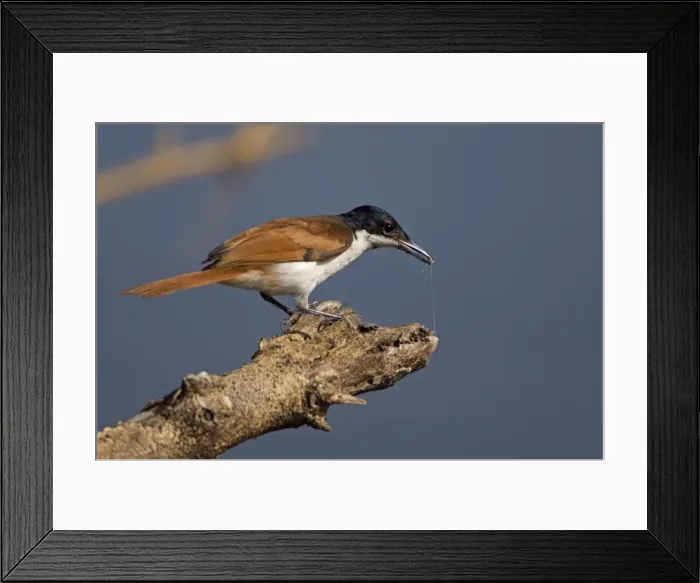 Framed Print : Picture No. 10890675 Framed Print : Picture No. 10890675