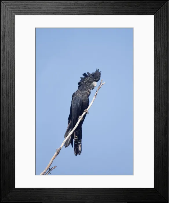 Framed Print : Picture No. 10890671 Framed Print : Picture No. 10890671