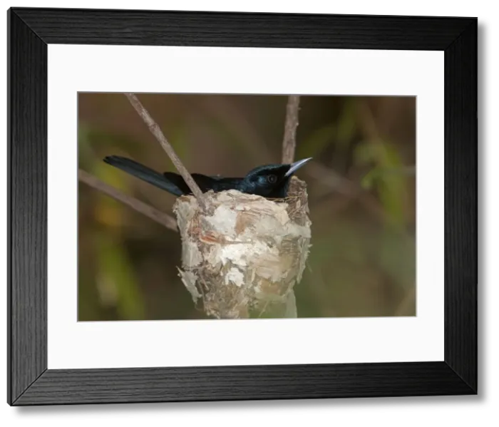 Framed Print : Picture No. 10890677 Framed Print : Picture No. 10890677