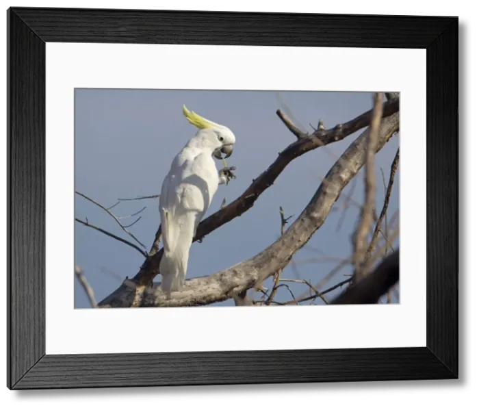 Framed Print : Picture No. 10890681 Framed Print : Picture No. 10890681