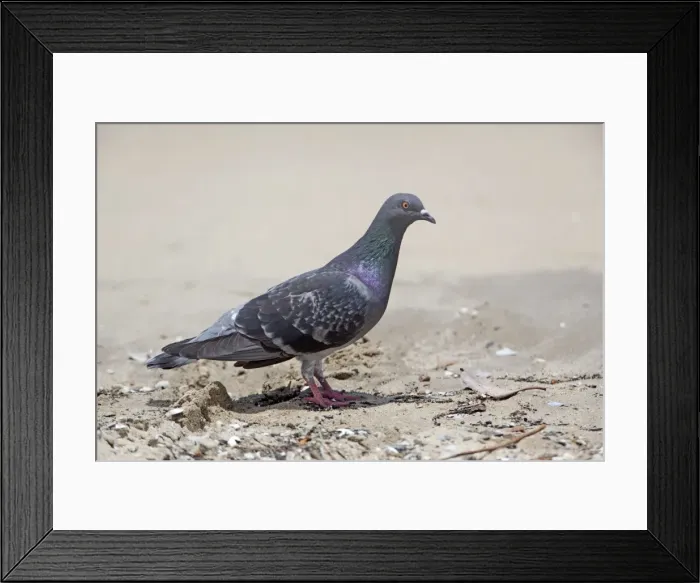 Framed Print : Picture No. 10890673 Framed Print : Picture No. 10890673