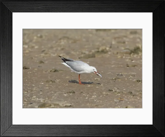 Framed Print : Picture No. 10890678 Framed Print : Picture No. 10890678