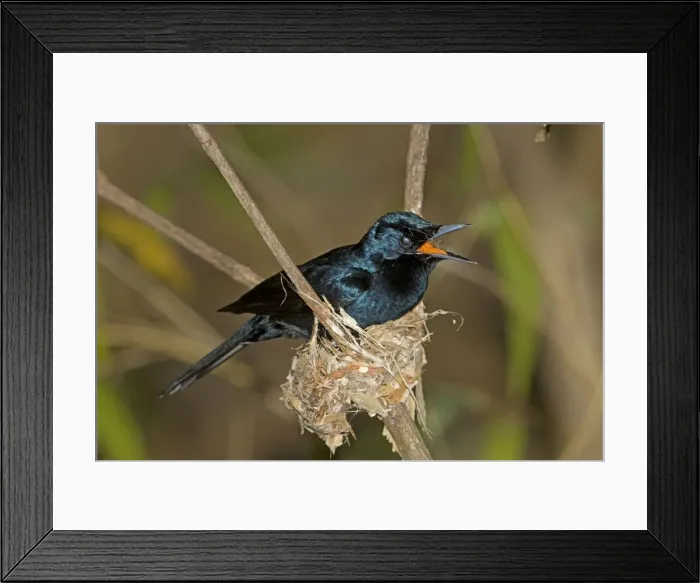 Framed Print : Picture No. 10890676