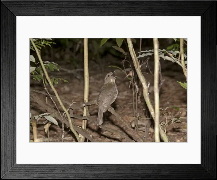 Framed Print : Picture No. 10890682