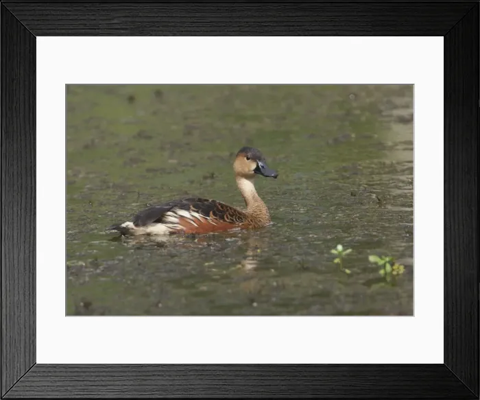 Framed Print : Picture No. 10890684 Framed Print : Picture No. 10890684