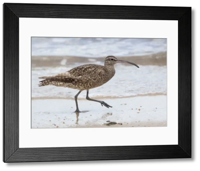 Framed Print : Picture No. 10890686