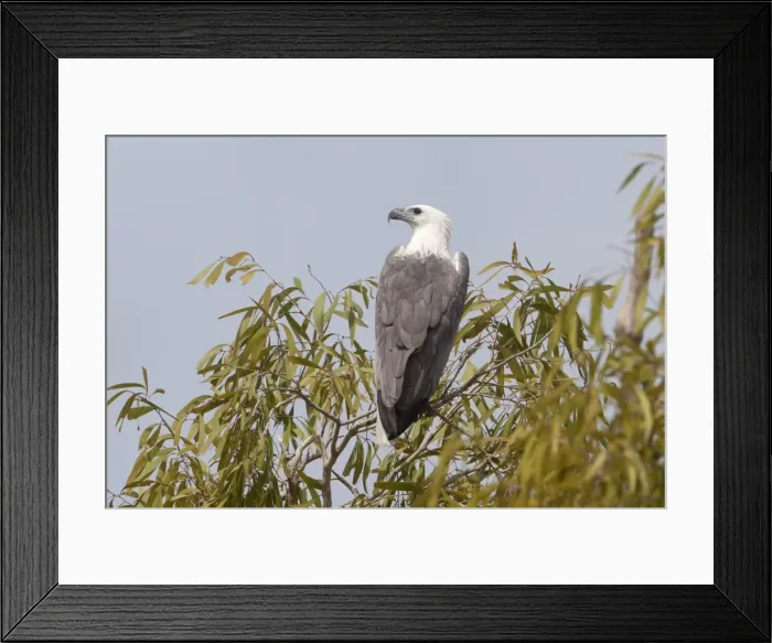 Framed Print : Picture No. 10890688 Framed Print : Picture No. 10890688