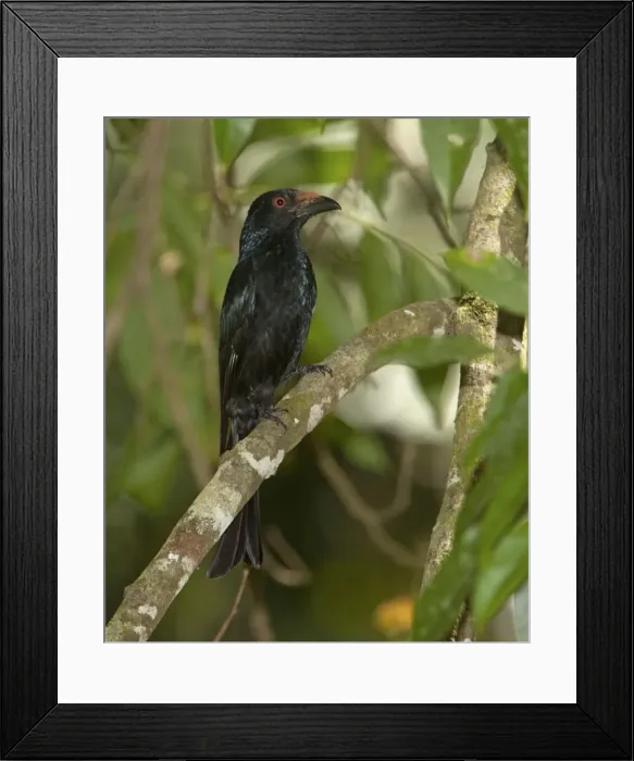 Framed Print : Picture No. 10890680