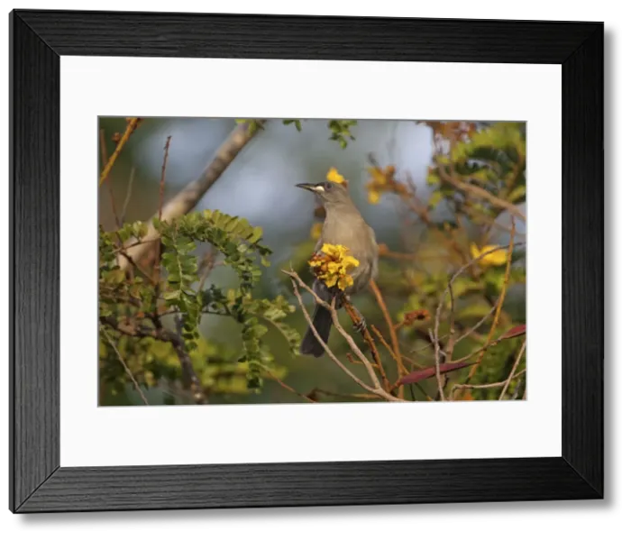 Framed Print : Picture No. 10890689 Framed Print : Picture No. 10890689