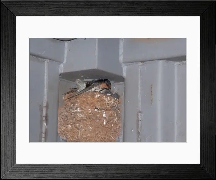 Framed Print : Picture No. 10890685 Framed Print : Picture No. 10890685