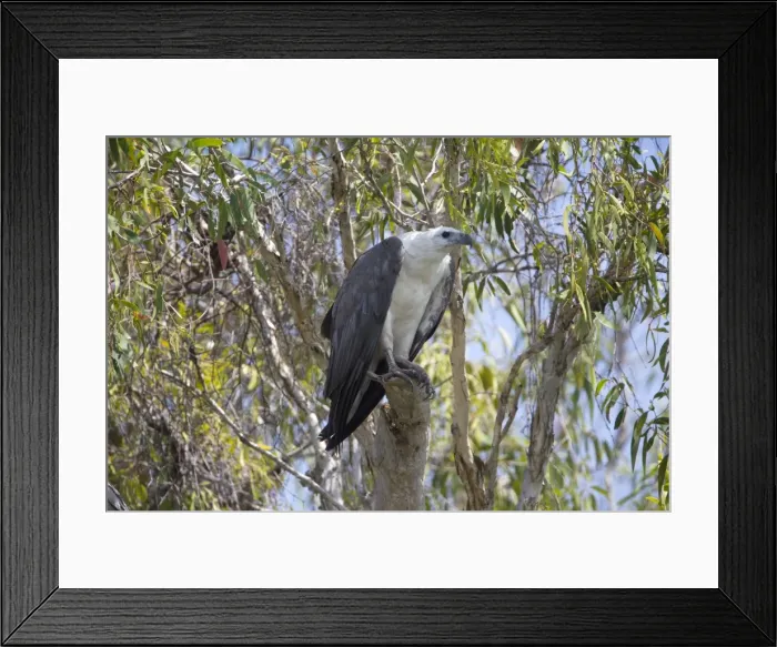 Framed Print : Picture No. 10890687 Framed Print : Picture No. 10890687