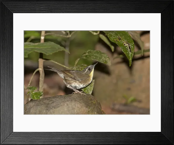 Framed Print : Picture No. 10890691 Framed Print : Picture No. 10890691