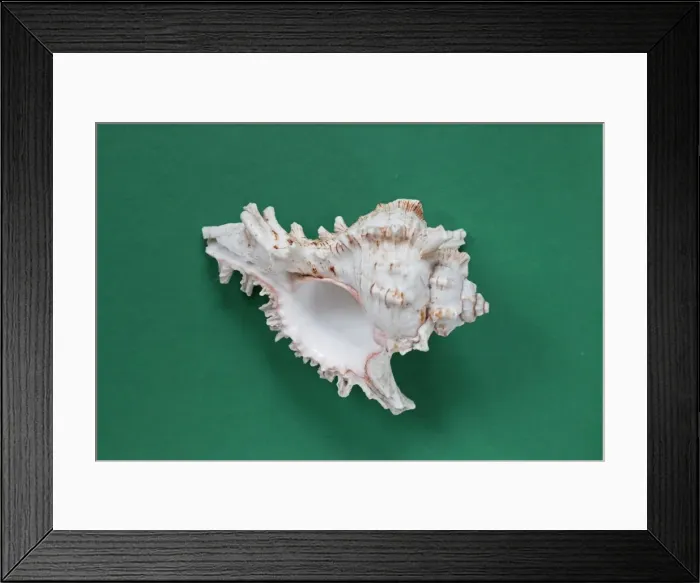 Framed Print : Picture No. 10890769 Framed Print : Picture No. 10890769