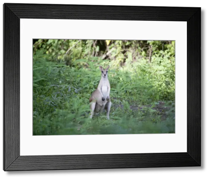 Framed Print : Picture No. 10890763 Framed Print : Picture No. 10890763