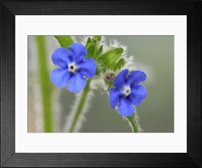 Framed Print : Picture No. 10890782 Framed Print : Picture No. 10890782