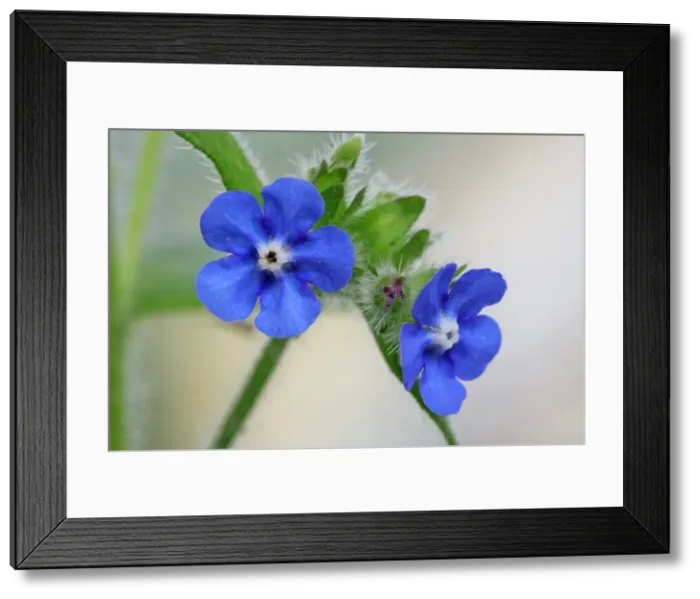 Framed Print : Picture No. 10890781