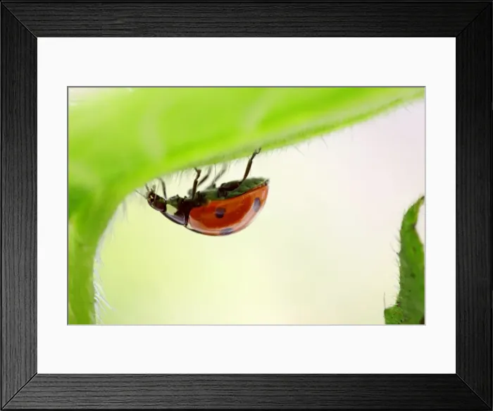 Framed Print : Picture No. 10890783