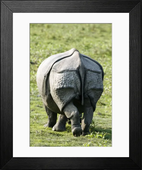 Framed Print : Picture No. 10890786 Framed Print : Picture No. 10890786