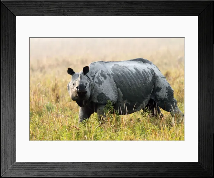 Framed Print : Picture No. 10890785 Framed Print : Picture No. 10890785