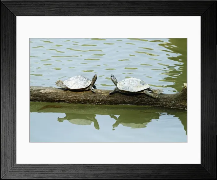 Framed Print : Picture No. 10890791 Framed Print : Picture No. 10890791